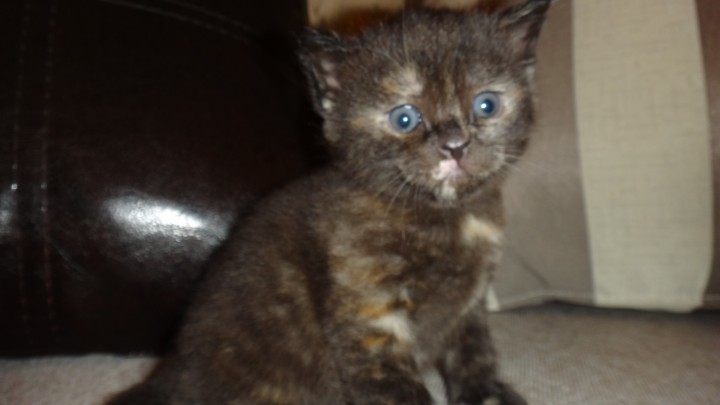 продаются шотландские котята с документами