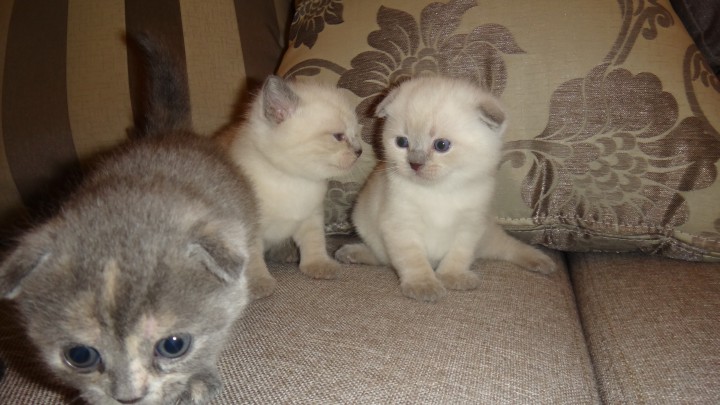 продаются шотландские котята с документами