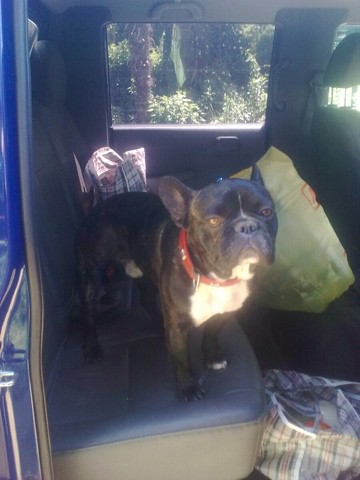 Найден французский бульдог