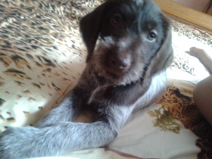 Продам щенков дратхаара