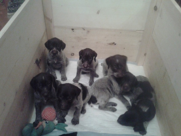 Продам щенков дратхаара