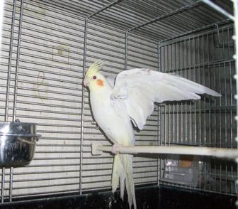 Продам двух попугаев Корелла 