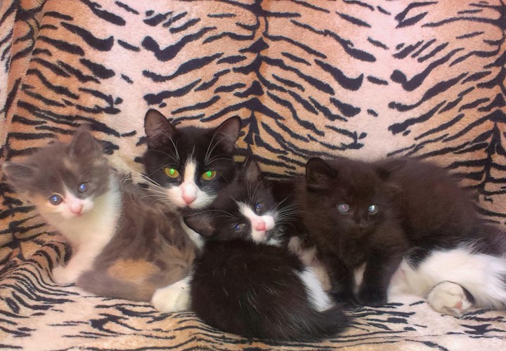 в добрые руки