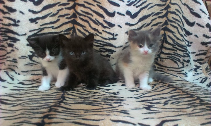 в добрые руки