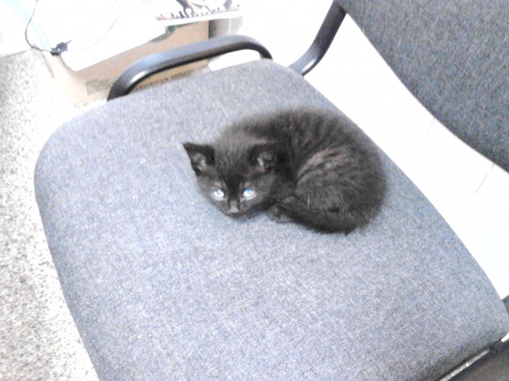 отдам в добрые  руки  котенка  от  британки