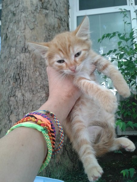 В добрые руки