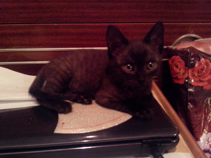 В добрые руки