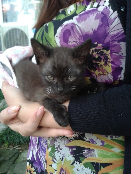 В добрые руки