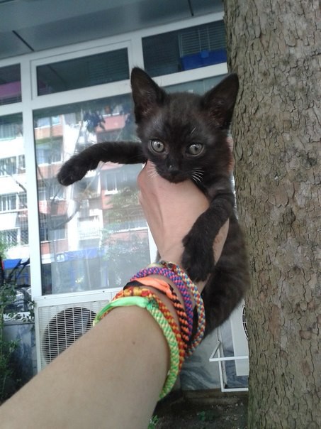 В добрые руки