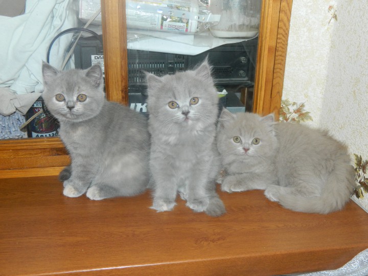 Британские котята ищут любящих хозяев