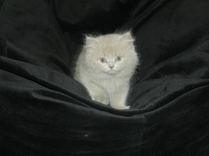 Британские котята ищут любящих хозяев