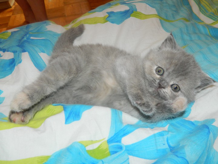 Британские котята ищут любящих хозяев