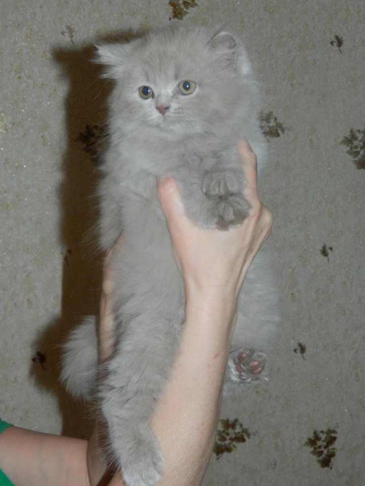 Британские котята ищут любящих хозяев