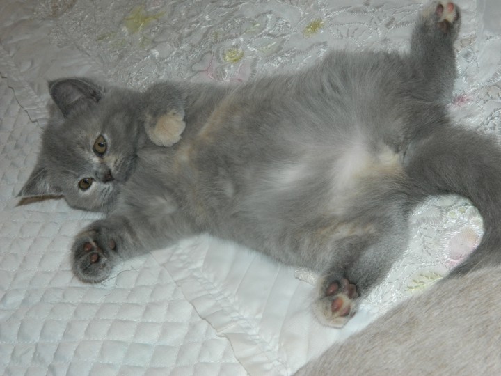 Британские котята ищут любящих хозяев