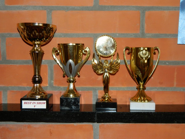 Британские котята ищут любящих хозяев