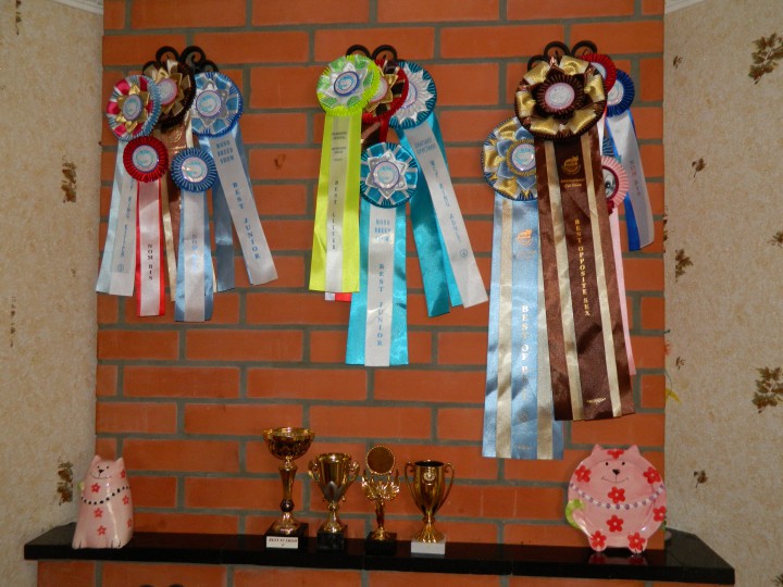 Британские котята ищут любящих хозяев