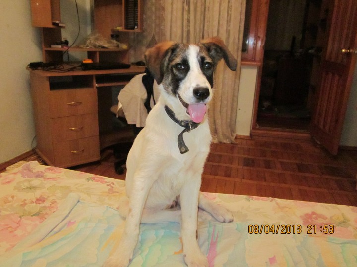 Потерялась собака