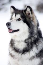 В добрые руки щенков метисов аляскинского маламута