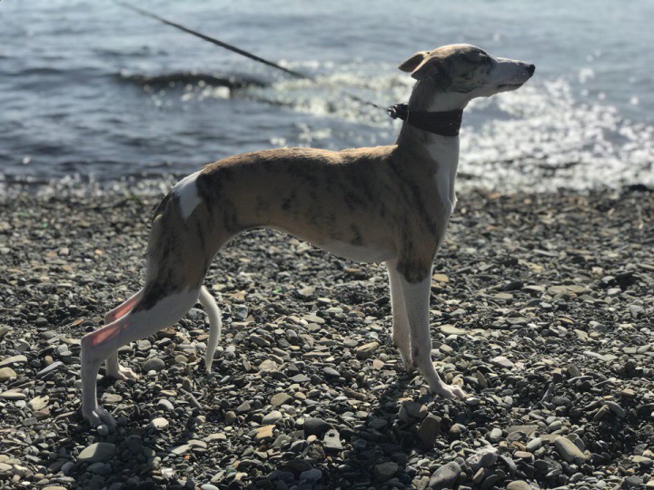 Английская борзая ( уиппет) щенки