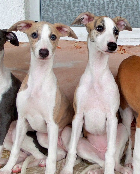 Английская борзая ( уиппет) щенки