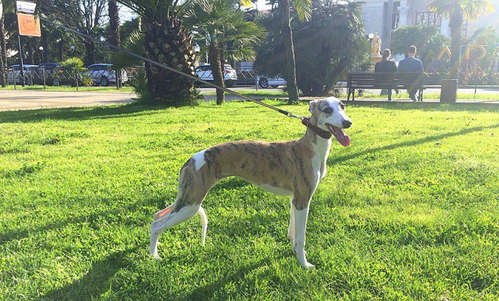 Английская борзая ( уиппет) щенки