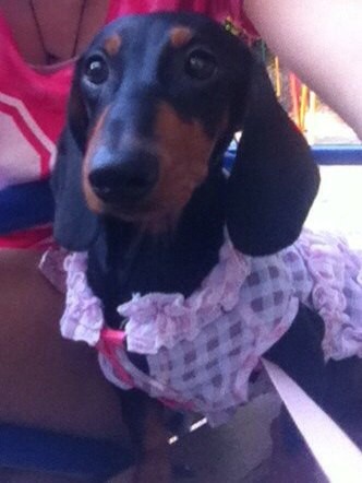 Пропала Такса