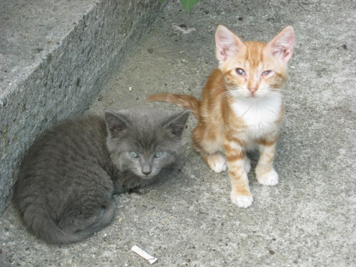 Котята в добрые руки