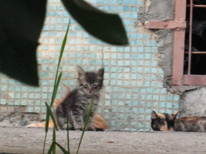 Котята в добрые руки