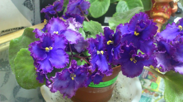 Распродажа растений и аксессуаров для растений с 10 по 20 август