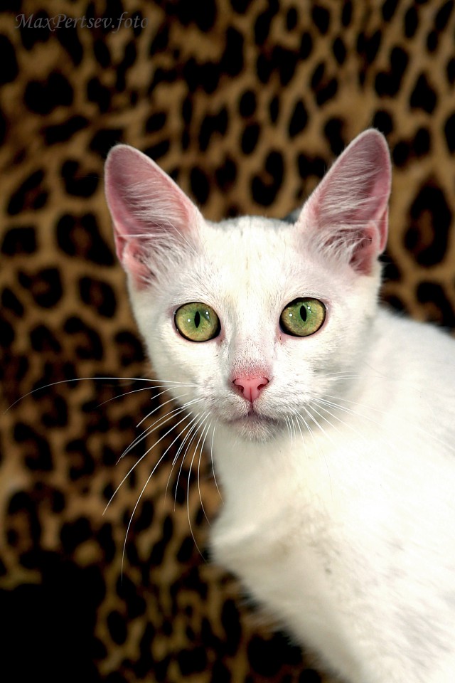 КОШКУ В НАДЕЖНЫЕ РУКИ