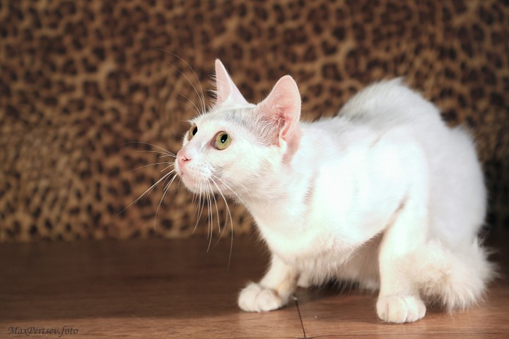 КОШКУ В НАДЕЖНЫЕ РУКИ