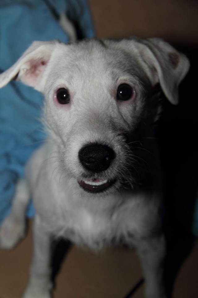 Помогите найти собачку