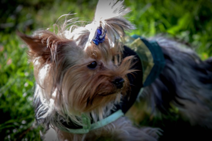 Пропала собака 