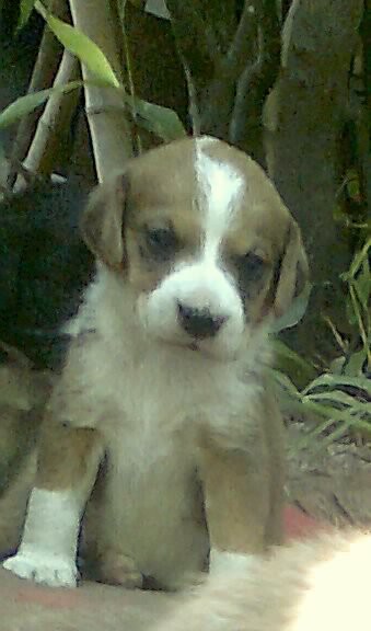 Отдам щенков в добрые руки