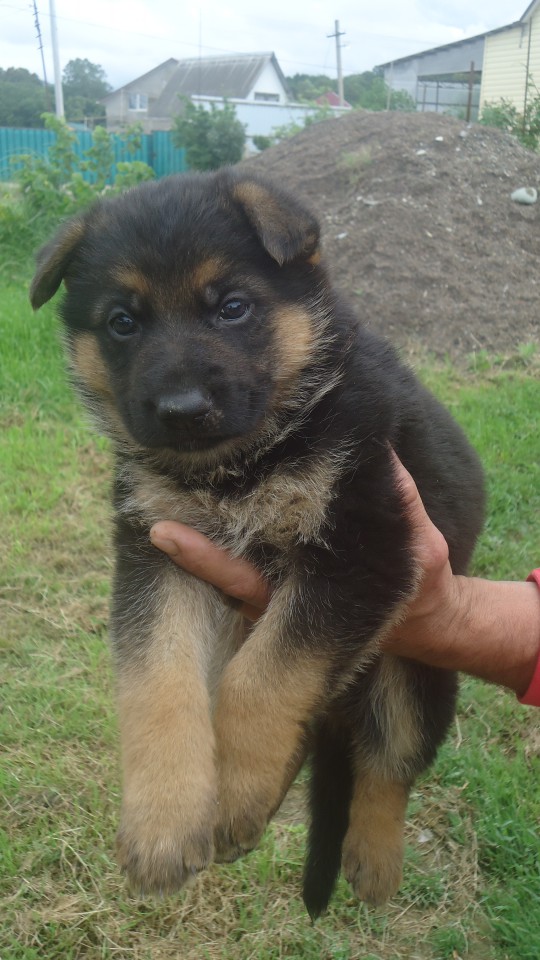 Щенок немецкой овчарки