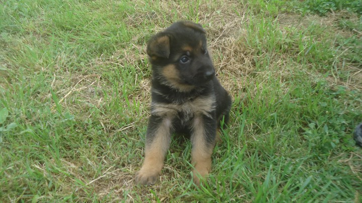 Щенок немецкой овчарки