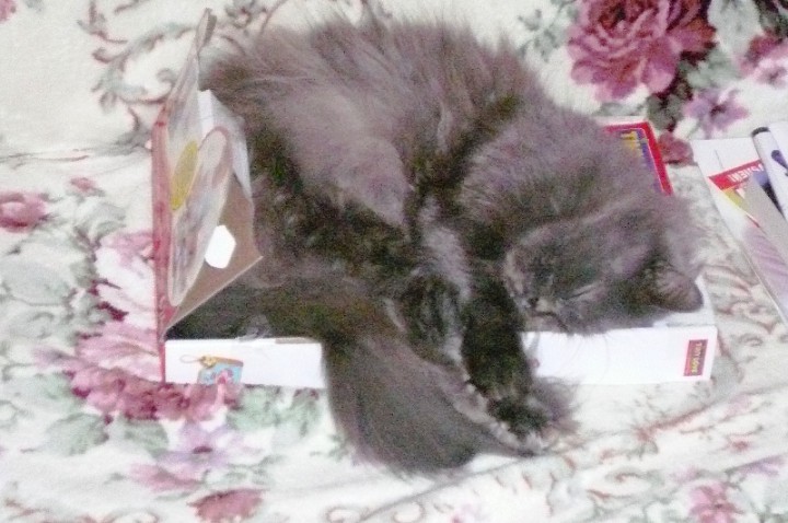 Отдам кошечку в хорошие руки