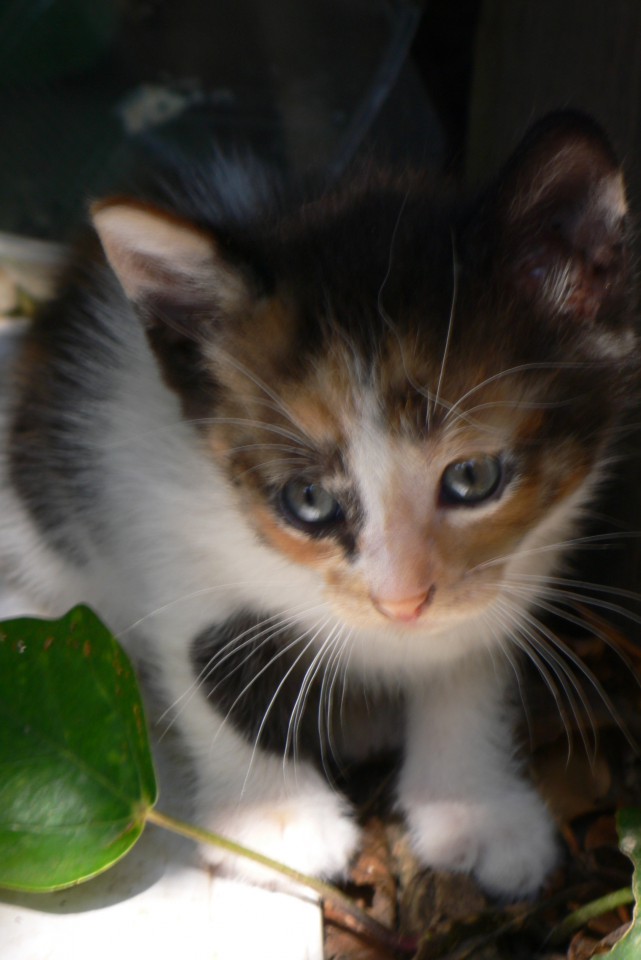 Очаровательные КОТЯТА в добрые руки!