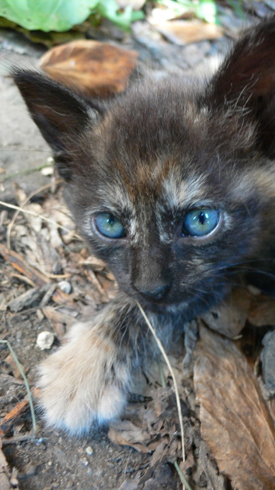 Очаровательные КОТЯТА в добрые руки!