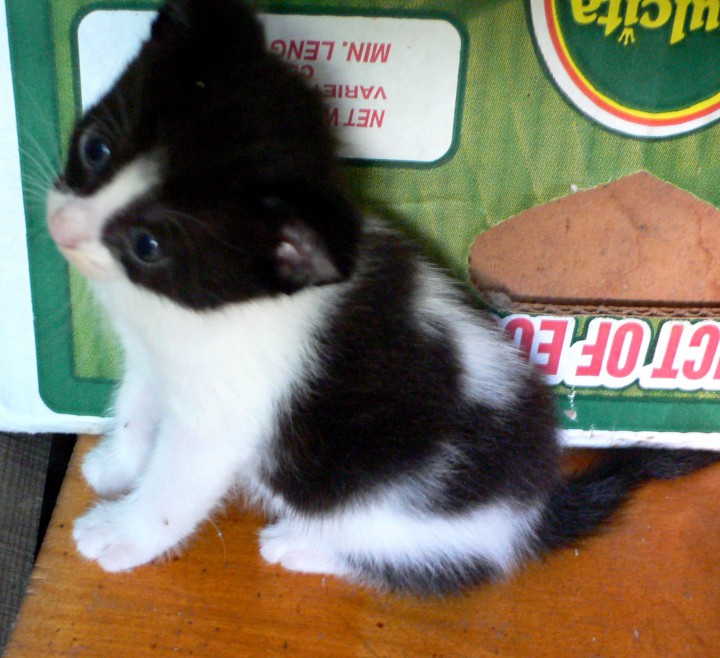 Очаровательные КОТЯТА в добрые руки!