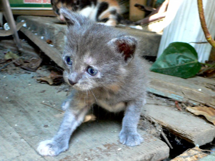 Очаровательные КОТЯТА в добрые руки!