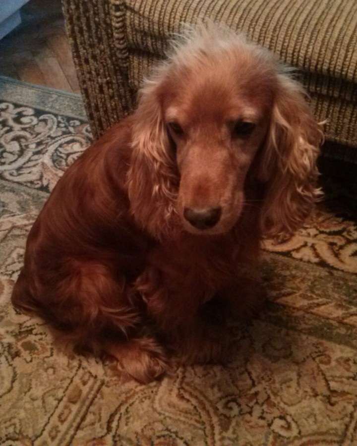 Потерялась собака. Помогите.