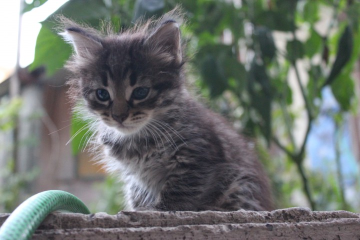 Котята ищут добрых хозяев. 