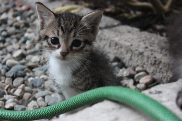 Котята ищут добрых хозяев. 