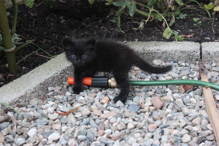 Котята ищут добрых хозяев. 