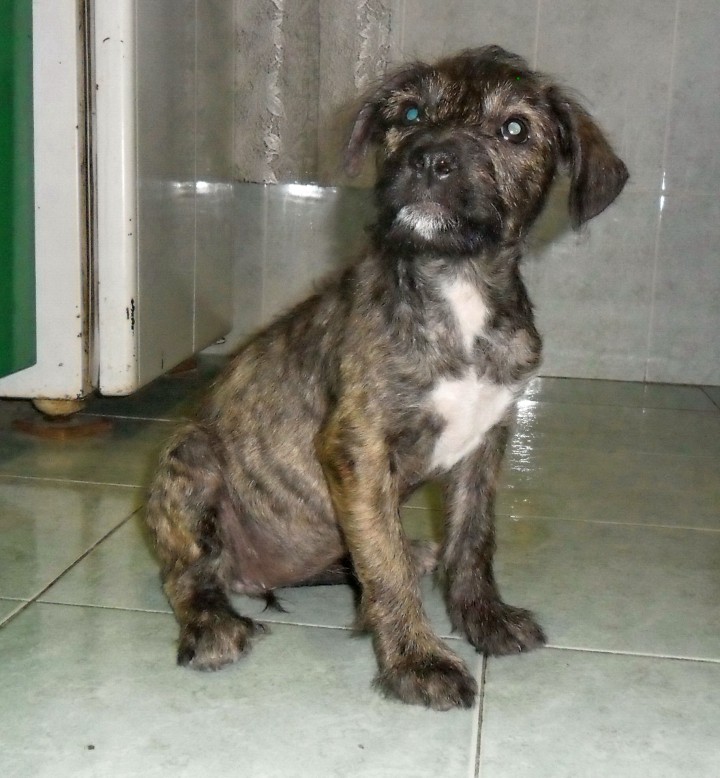 Метис питбуля и шнауцера Ума Турман ищет хозяина