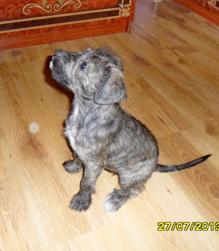 Метис питбуля и шнауцера Ума Турман ищет хозяина