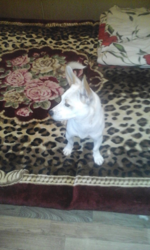 Найден очаровательный песик