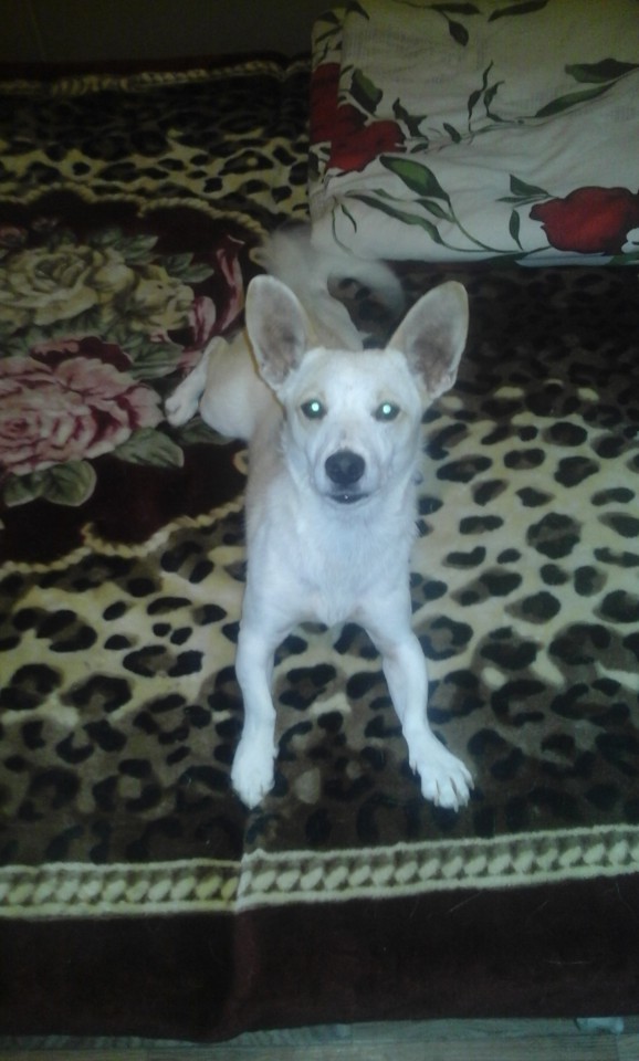 Найден очаровательный песик