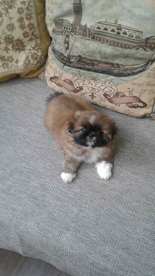 Продаётся Пончик!